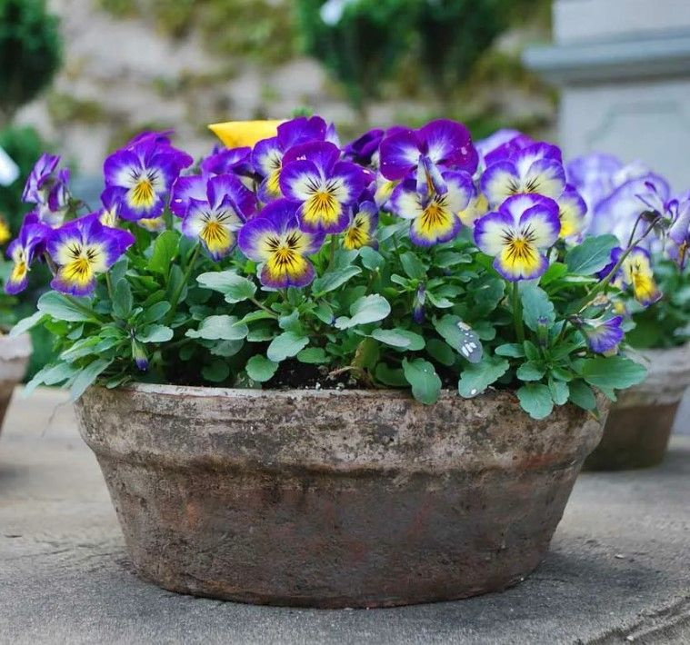 Фиалка трёхцветная Анютины глазки (Viola tricolor) 20 штук #1