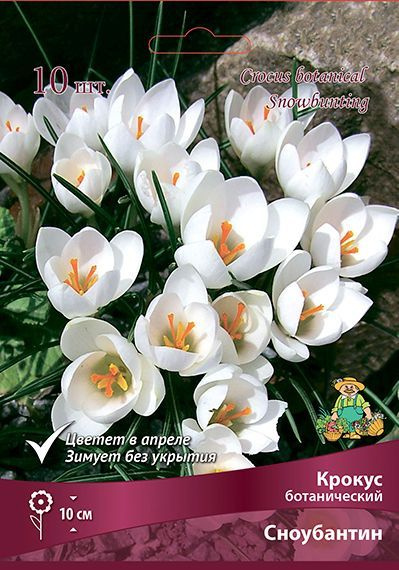 Крокус ботанический Сноубантин, уп.10 луковиц #1