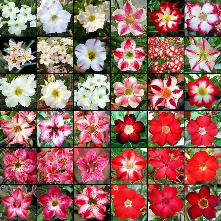 Семена Adenium Obesum MIXED COLORS MIX Случайная смесь окрасок 10 шт. #1