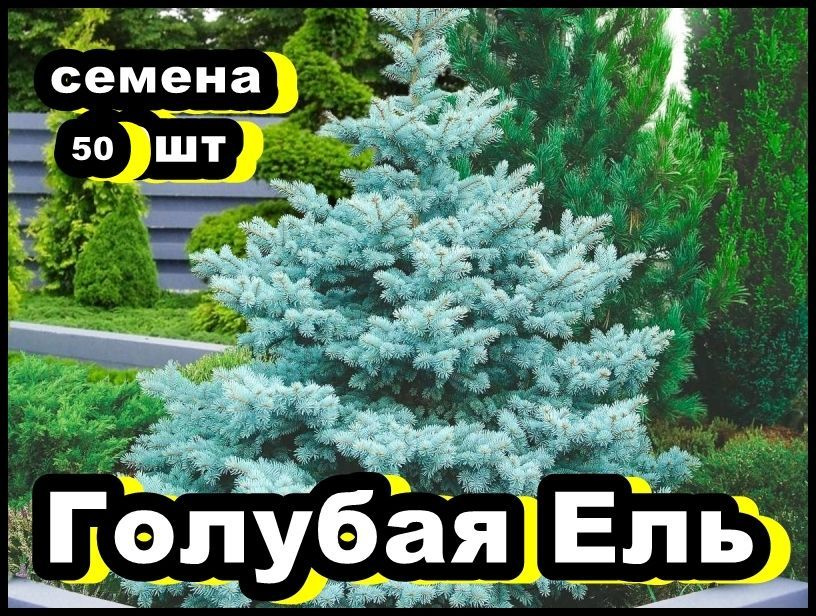 Голубая Ель (семена 50шт) #1