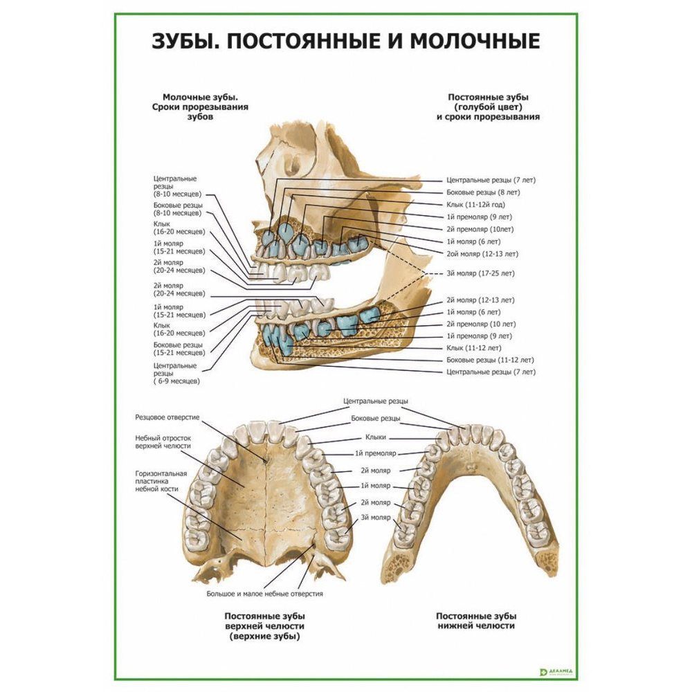 Обучающий медицинский плакат анатомия Зубы постоянные и молочные А2  #1