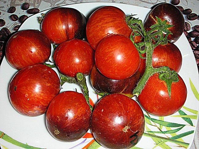 Коллекционные семена томата Гном полосатый Энто #1