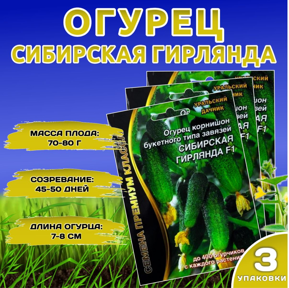 ОГУРЕЦ Сибирская Гирлянда (Уральский дачник), ПРЕМИУМ КЛАССА, комплект 3 штуки  #1