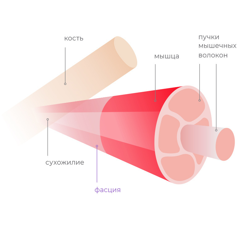 Фасция