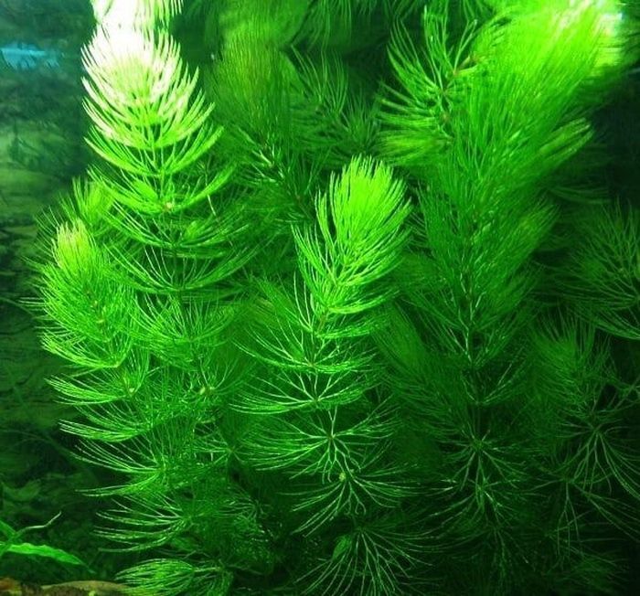 ЖивоефильтрующееиочищающееводуподводноеаквариумноерастениеРоголистникветочка