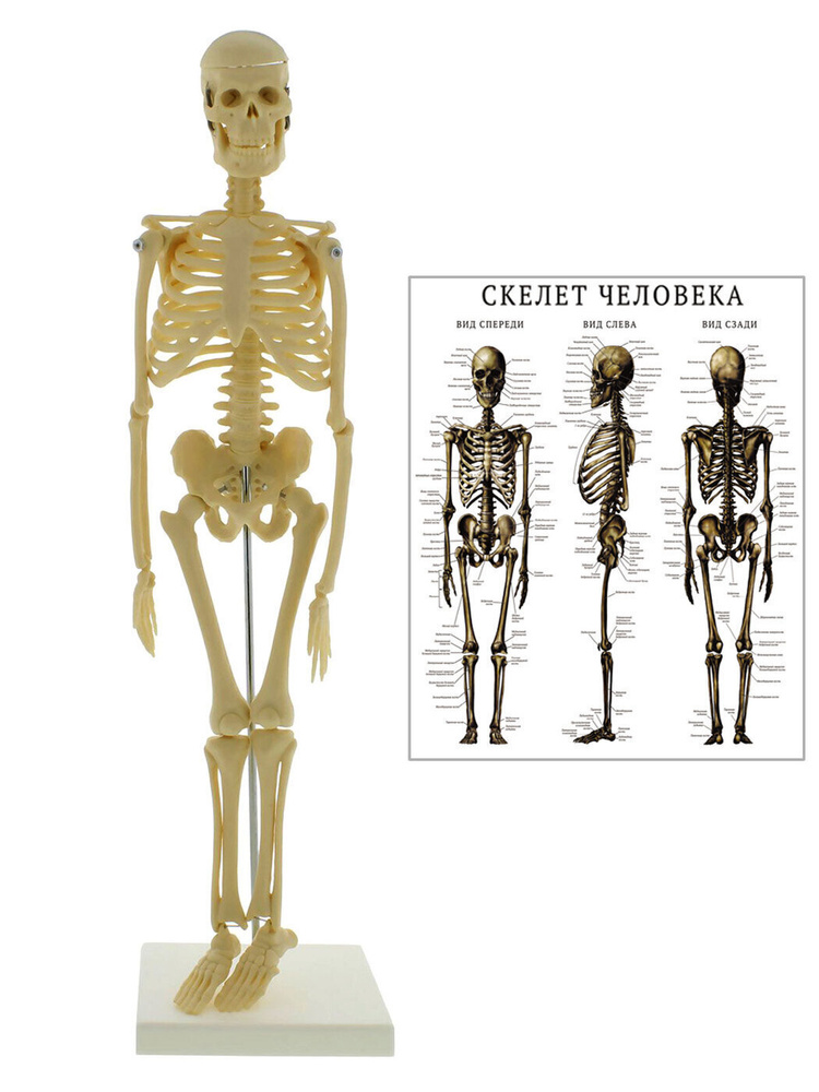 Скелет учебный анатомический 42 см, масштаб 1:4, на штативе + Учебный плакат  #1