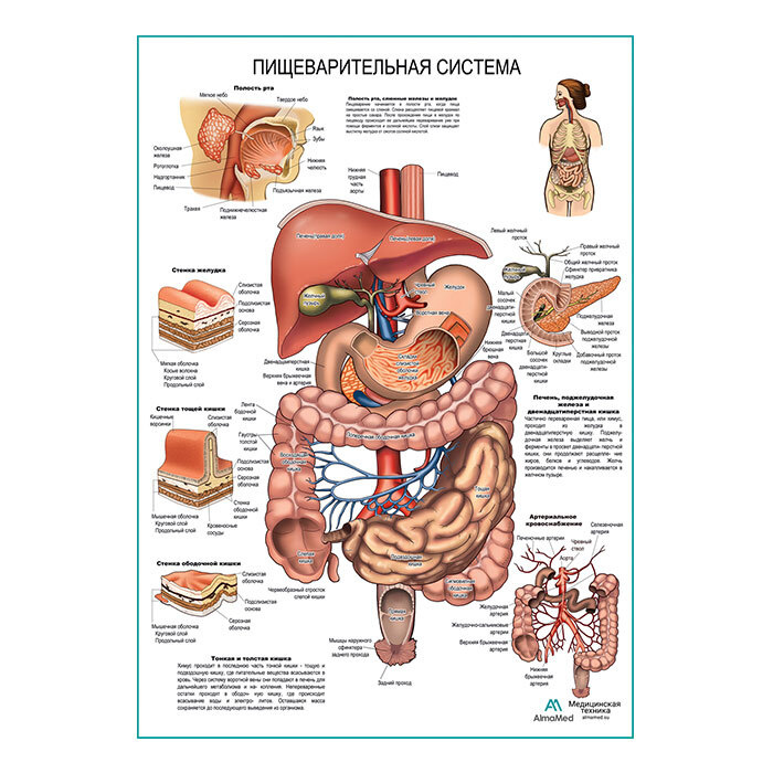 Пищеварительная система (анатомия человека) плакат глянцевый А1+, плотная фотобумага от 200г/м2  #1