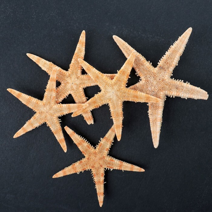 Набор из 5 морских звезд, размер каждой 3-5 см #1