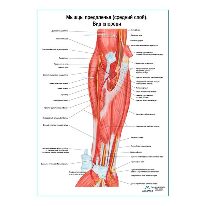 Мышцы предплечья, средний слой (анатомия человека) плакат глянцевый холст от 200 г/кв.м, размер A1+  #1