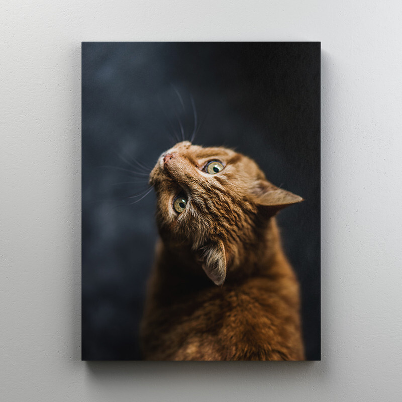 Интерьерная картина на холсте "Рыжий кот на темном фоне" размер 30x40 см  #1