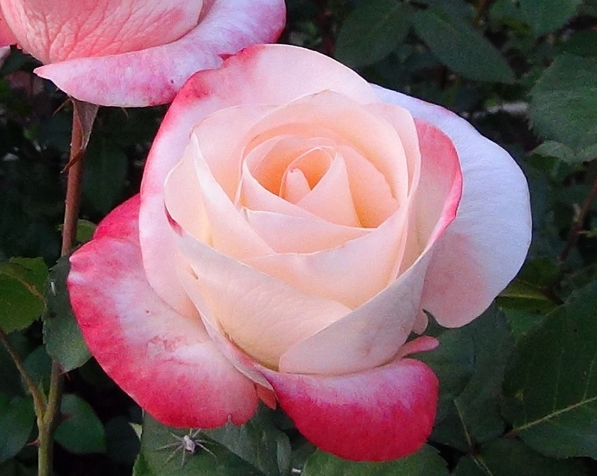 Семена Роза чайно-гибридная Белла Перла 5 шт. #1