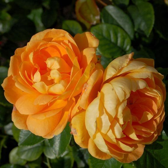 Семена Роза флорибунда Берштайн Роуз (Тантау) 5 шт. #1