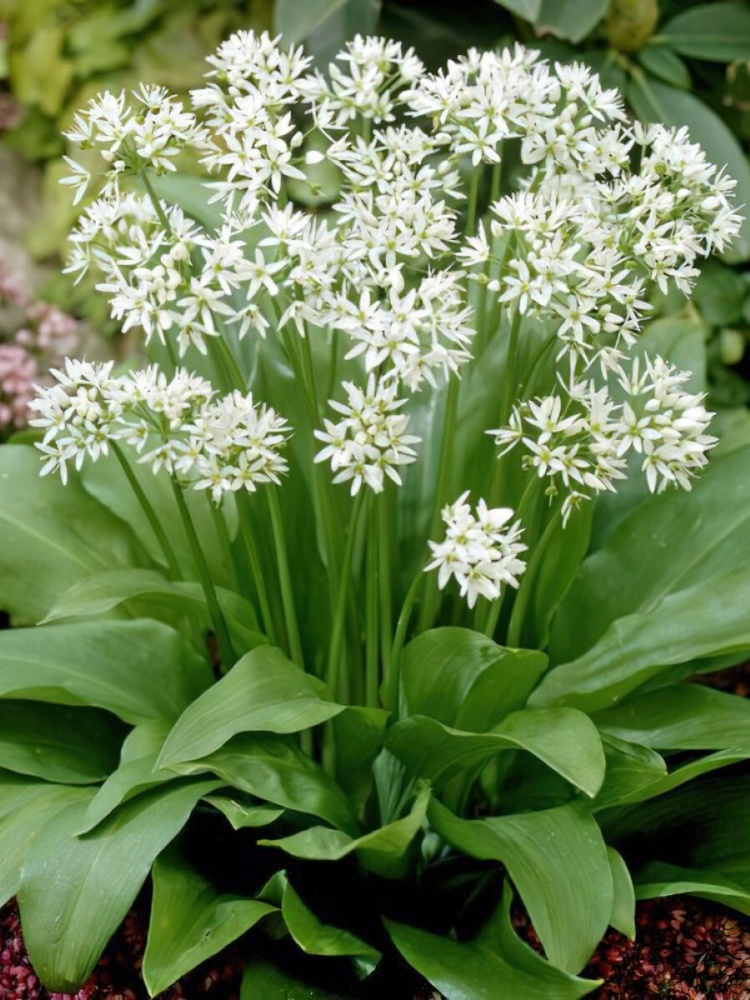 Семена Черемша (Allium ursinum), 30 штук #1