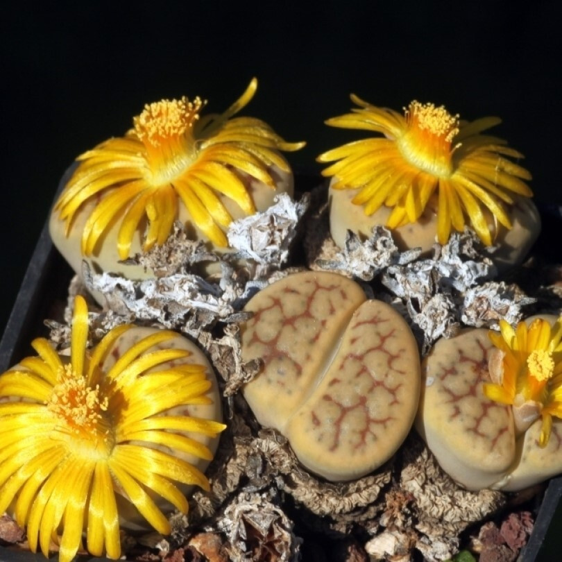 Суккулент Литопс Lithops schwantesii v. urikosensis C-075 семена (10 ШТ) #1