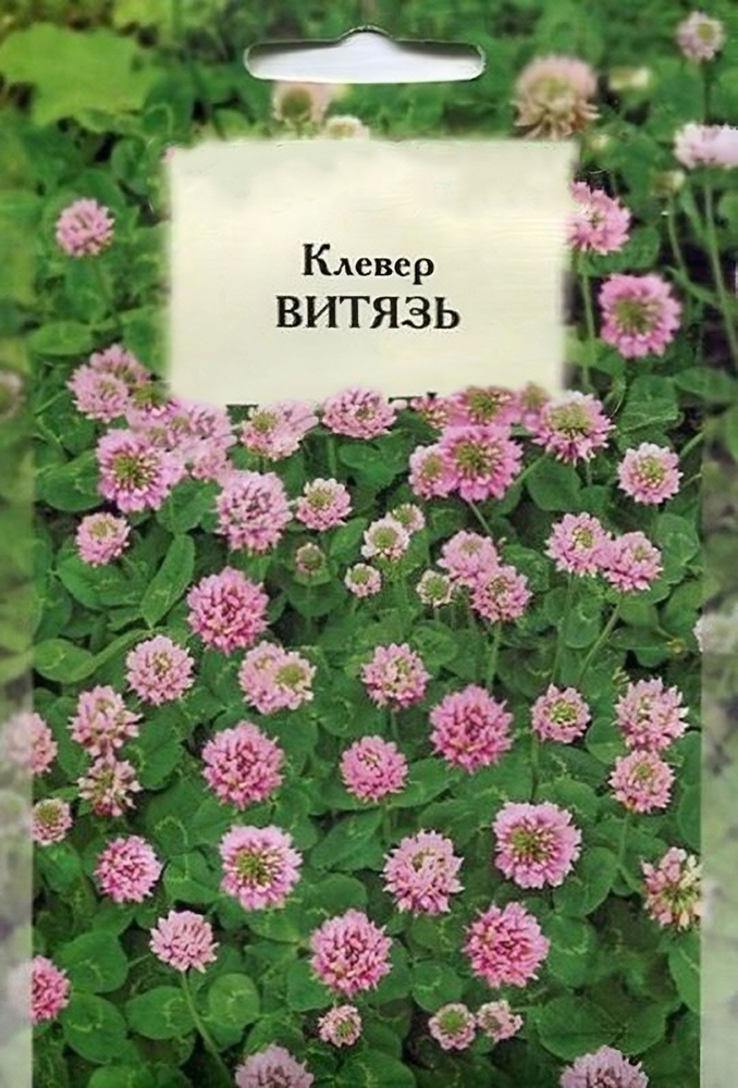 Сидерат Клевер "Витязь луговой", 500 г: хорошо растет на любых почвах, не требует частой стрижки, нет #1