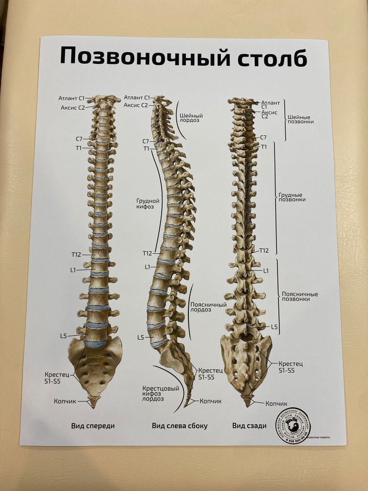 Позвоночный столб медицинский плакат (60х40см) А2 плотная матовая бумага  #1