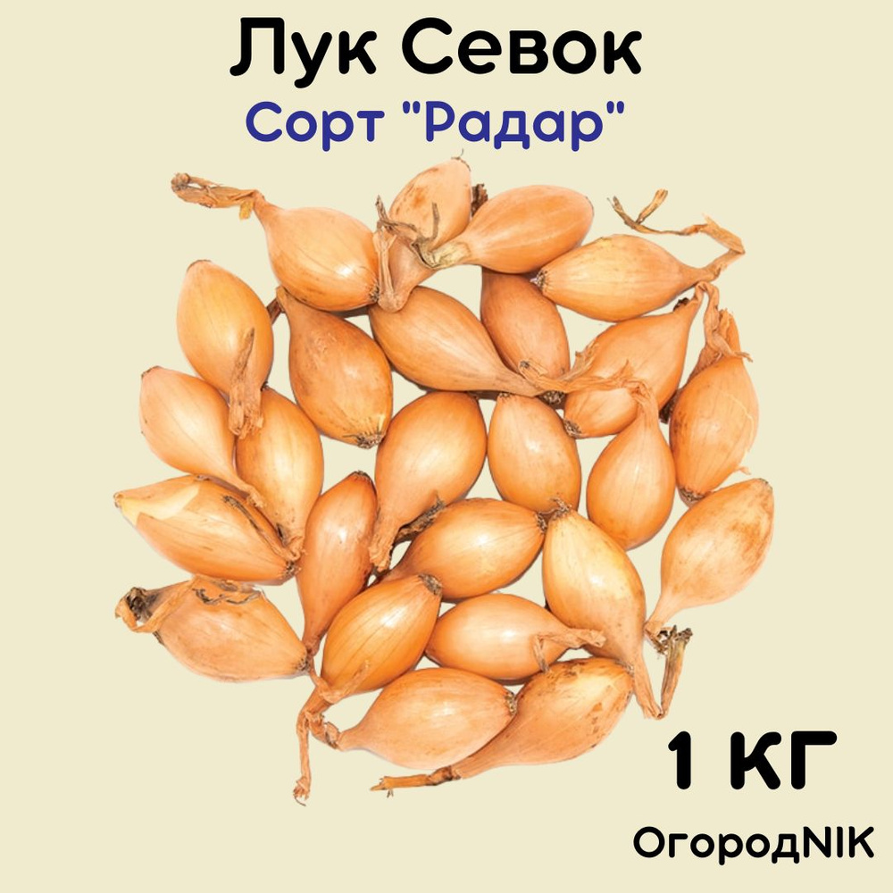 Лук Севок сорт "Радар 1 кг. #1