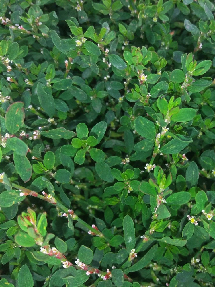 Семена Спорыш горец птичий (Polygonum aviculare), 100 штук #1