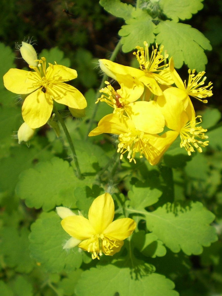 Семена Чистотел большой (Chelidonium majus), 70 штук #1