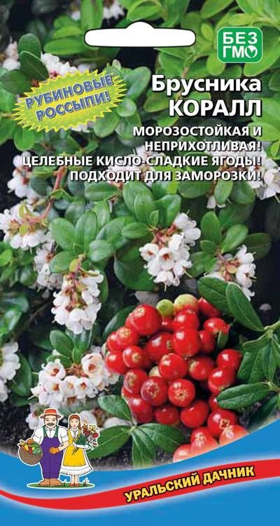 Брусника КОРАЛЛ, 1 пакет, семена 20шт, Уральский Дачник #1