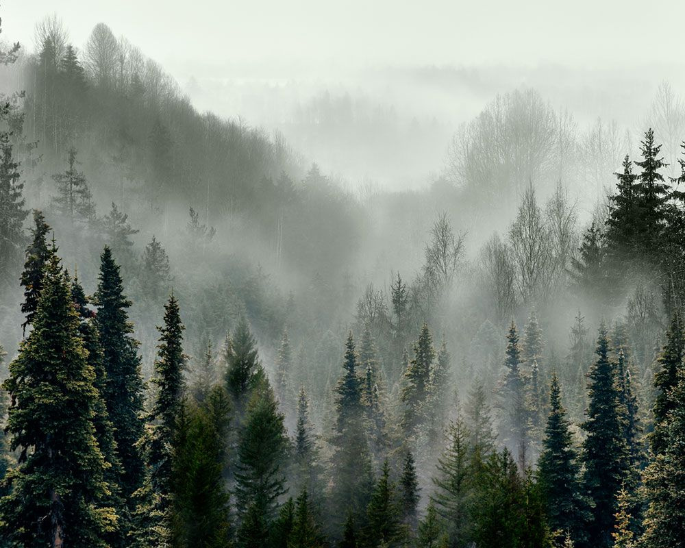 Фотообои флизелиновые на стену 3д GrandPik 10241 "Горный лес в тумане", 350х280 см(Ширина х Высота)  #1