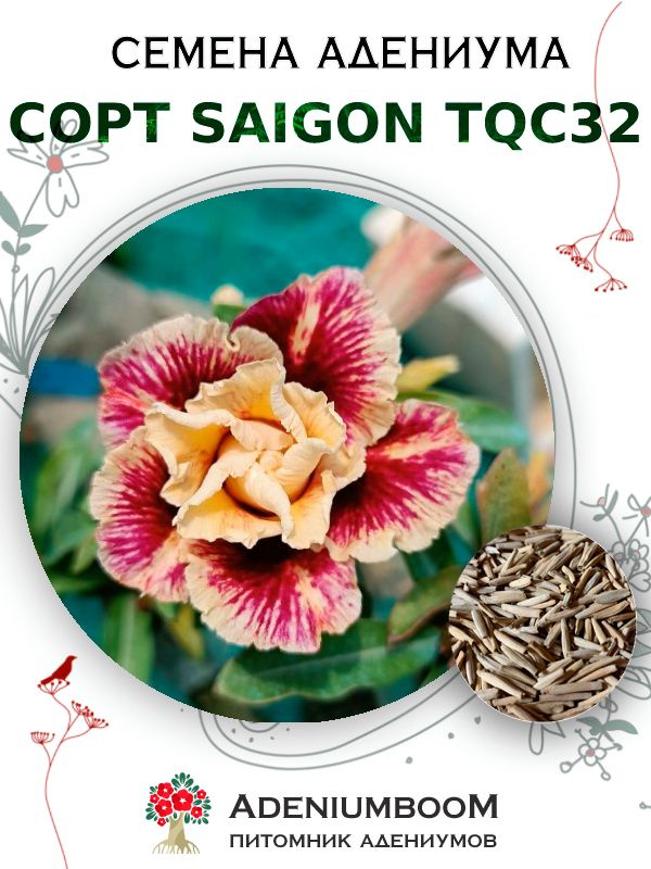 Семена Адениума Обесум от Saigon Adenium TQC32 (4шт.) / семена цветов комнатных суккулентов, набор семян #1