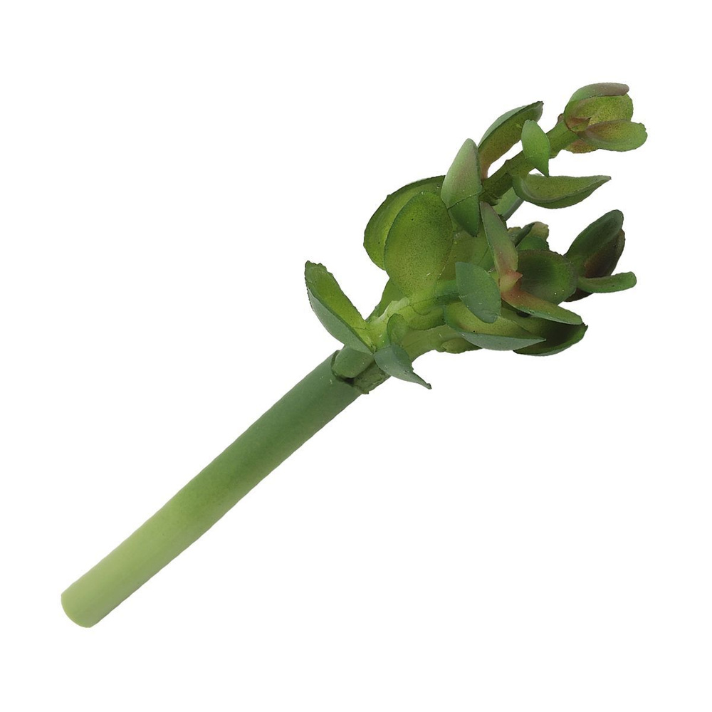 Декоративное растение Суккулент, 9 см, Айрис #1