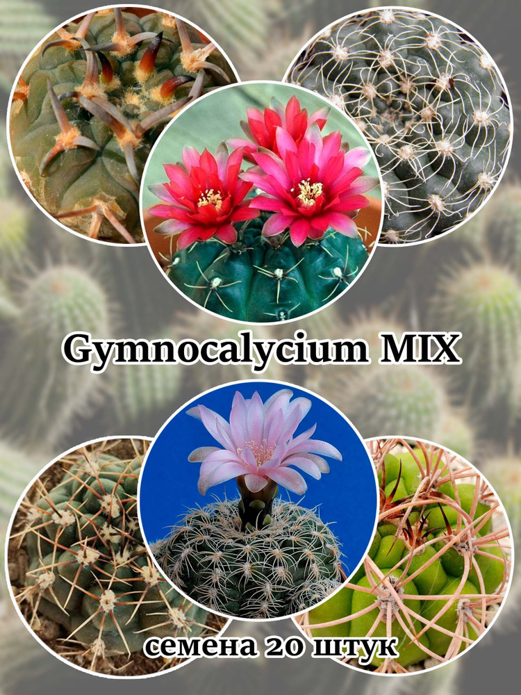 Кактус Gymnocalycium семена 20 штук #1