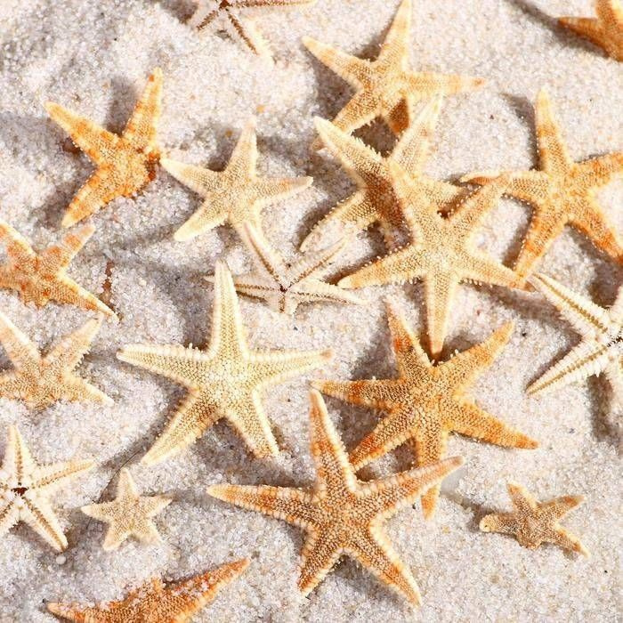 Набор натуральных морских звезд, 1,5 - 2,5 см, 20 шт, 1 набор #1