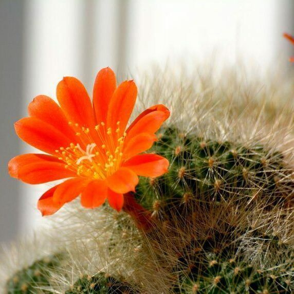 Кактус Ребуция Файбрига, Оранжевая (Cactus Rebutia Frabritzi) D5см #1