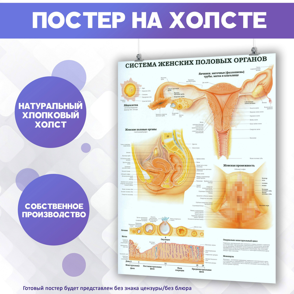 Постеры для интерьера на стену - строение женских половых органов, анатомия 60х80 см  #1