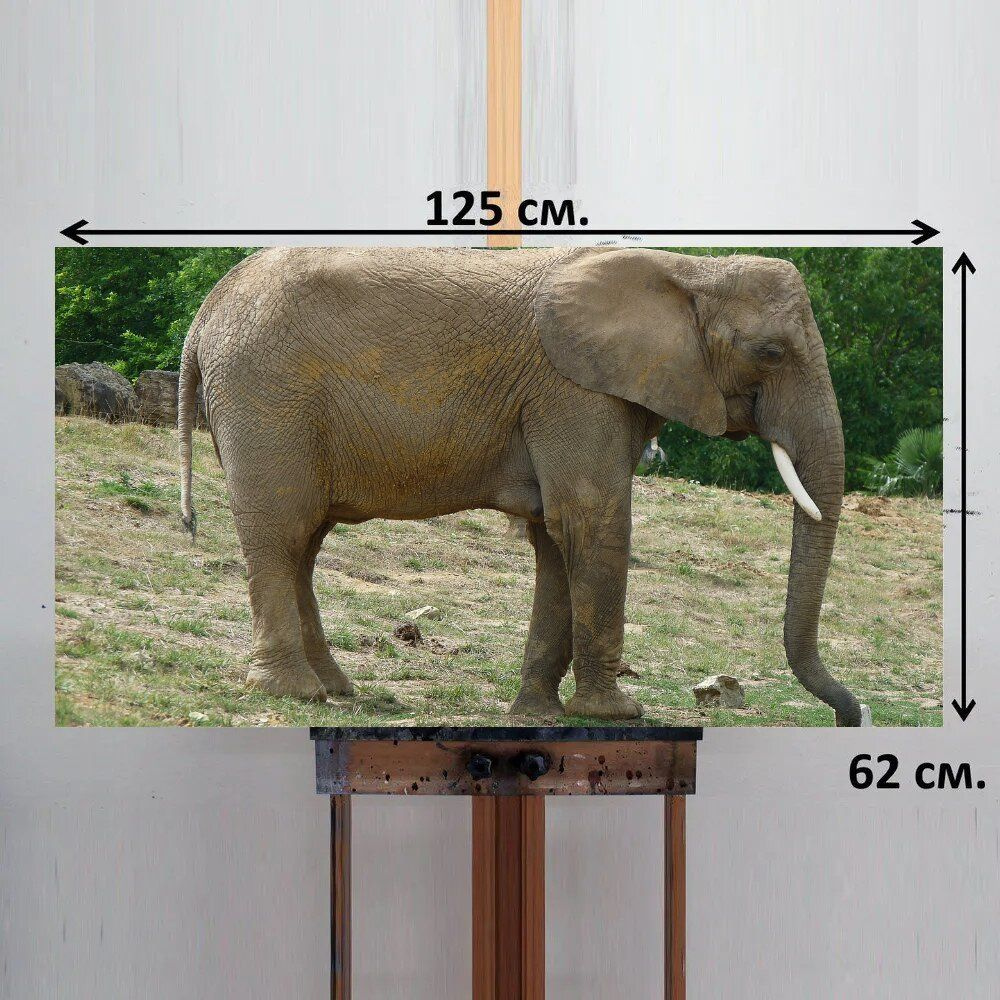 LotsPrints Картина "Слон, толстокожий, оборона 13", 125  х 62 см #1