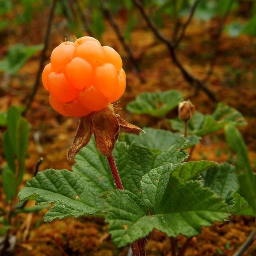 Морошка обыкновенная, Rubus chamaemorus, семена (5 ШТ) #1