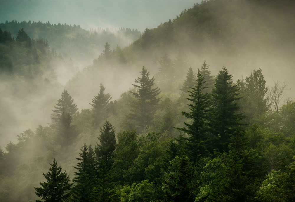Фотообои флизелиновые на стену 3д GrandPik 2073 "Горный лес в тумане" (ШхВ), 350х240 см  #1
