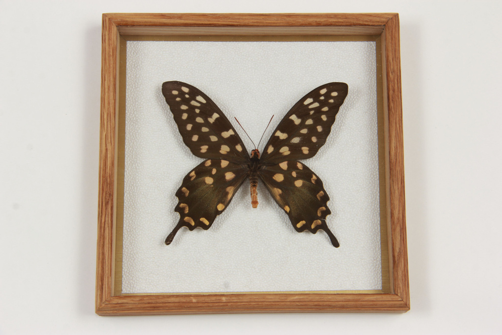 Бабочка в рамке ModernArtButterfly "Papilio antenor" 16х16х2 см, №2 #1