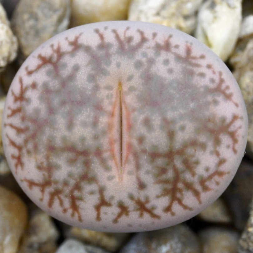 Суккулент Литопс Lithops pseudotruncatella C-263 семена (10 ШТ) #1