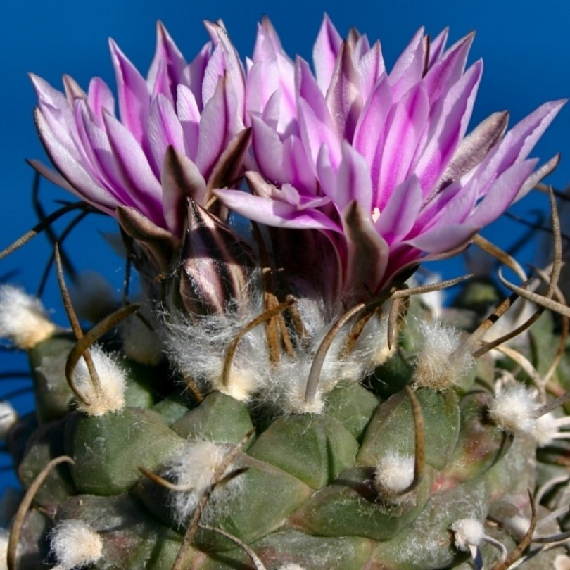 Суккулент Кактус Turbinicarpus schwarzii v. Rubriflorus семена (10 ШТ) #1