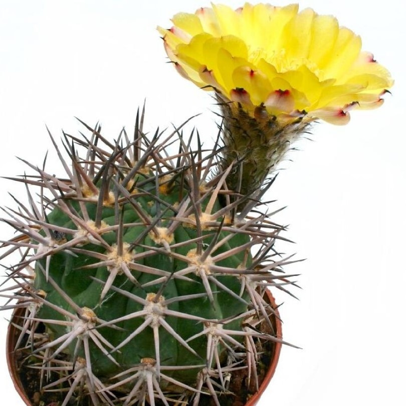 Суккулент Кактус Acanthocalycium thionanthum v. brevispinum P-42 семена (10 ШТ)  #1