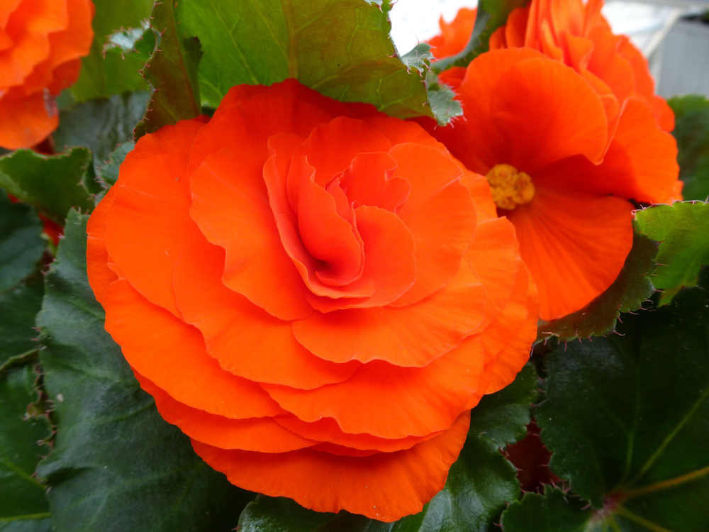 Бегония клубневая крупноцветковая Камелия желто-оранжевая, многолетник для дома и сада, 10 семян  #1