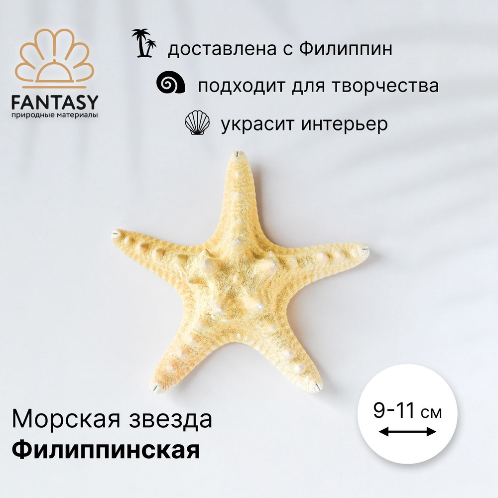 Натуральная морская звезда FANTASY Филиппинская 1 шт. 7-11 см  #1