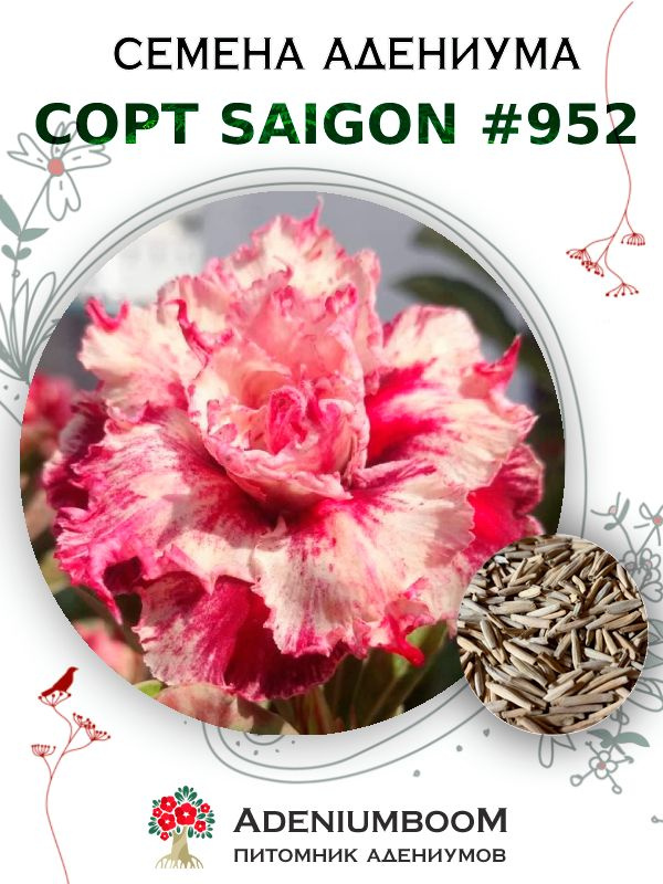 Семена Адениума Обесум от Saigon Adenium #952 (4шт.) / семена цветов комнатных суккулентов, набор семян #1