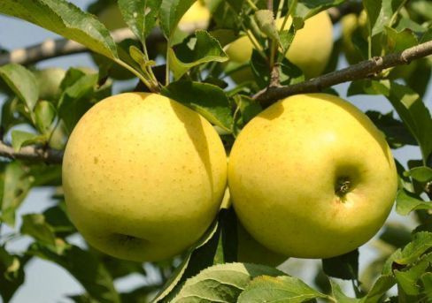 Яблоко-груша Голден Делишес Саженец плодовых деревьев #1