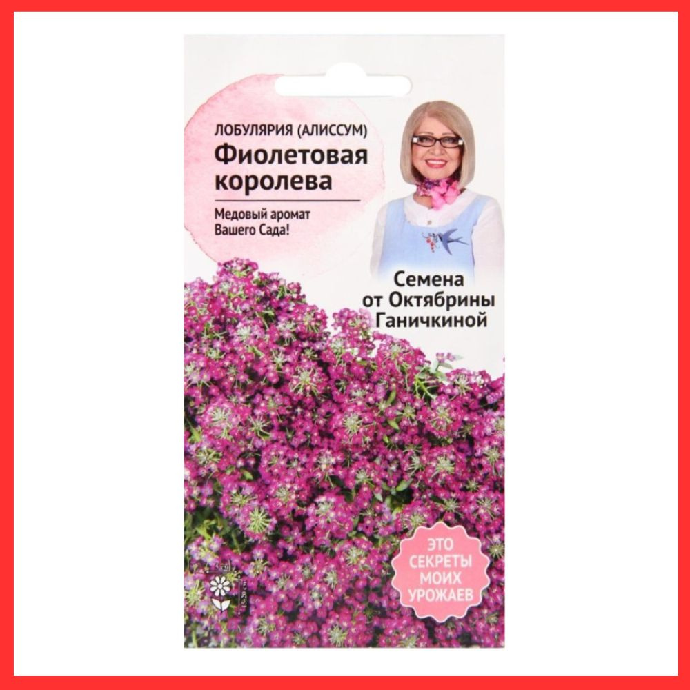 Семена однолетних , карликовых цветов Алиссум / лобулярия "Фиолетовая королева" для дачи и огорода / #1