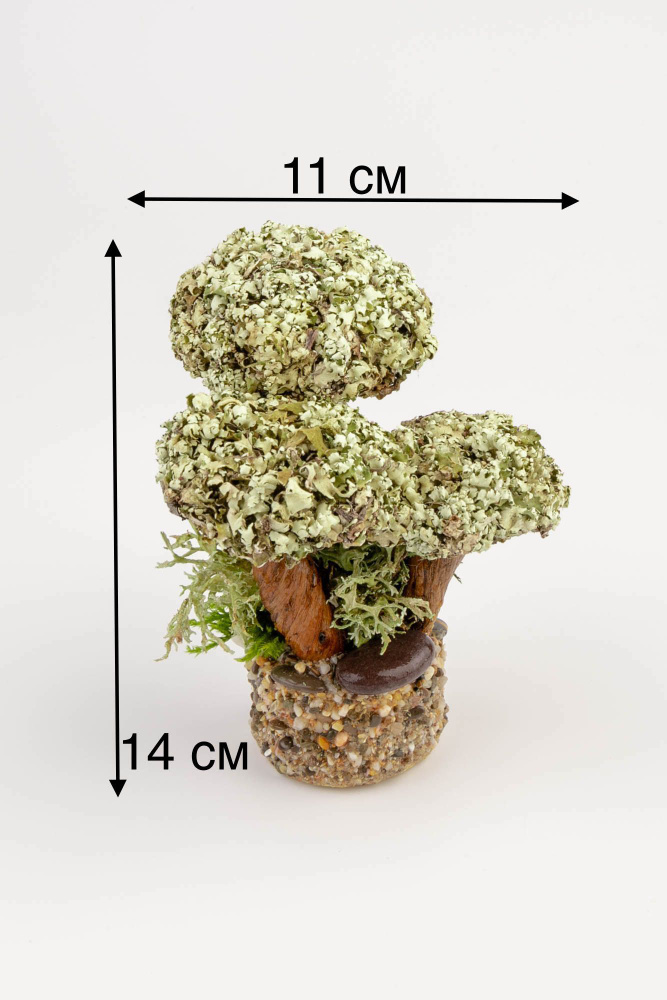 Живое дерево из исландского мха цетрария "Трио" №2 #1