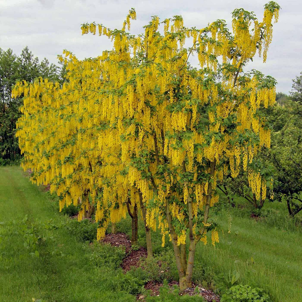 Бобовник "Золотой дождь" (Laburnum anagyroides) 10 штук #1