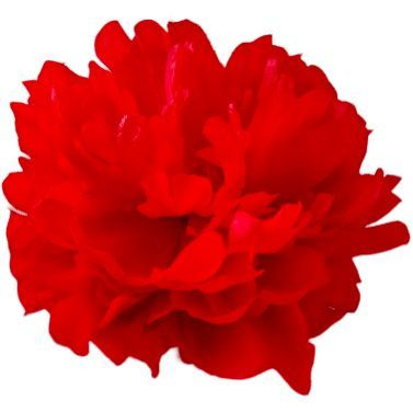 Брошь цветок ПИОН СУПЕР ПРЕМИУМ. Цвет классический красный насыщенный /d15.  #1