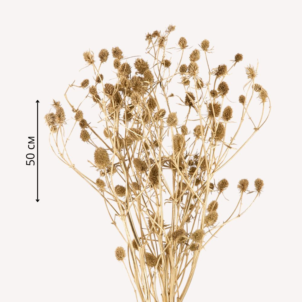 Букет сухоцветов Эрингиум (синеголовник), 5 веток, длина 50 см, цвет золото  #1