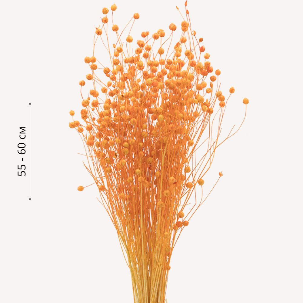 Букет из сухоцветов Лён, банч льна-долгунца 50 г, длина 55-60 см, цвет оранжевый  #1