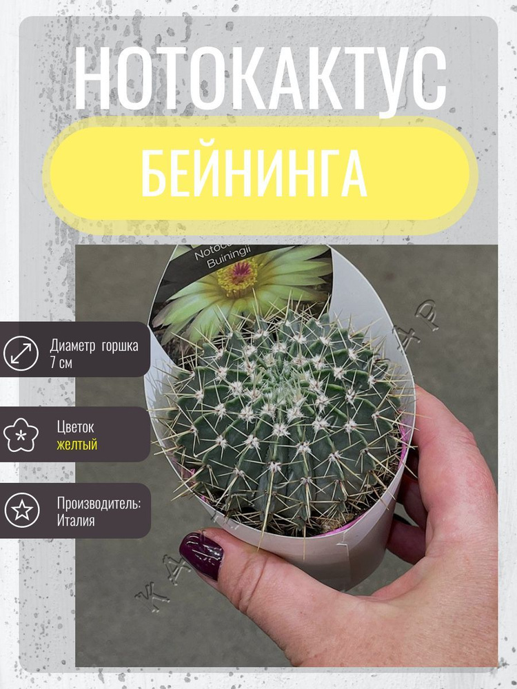 Нотокактус Бейнинга, 7 см, 1 шт. Италия Cactus-bazar / кактусы / комнатные растения  #1