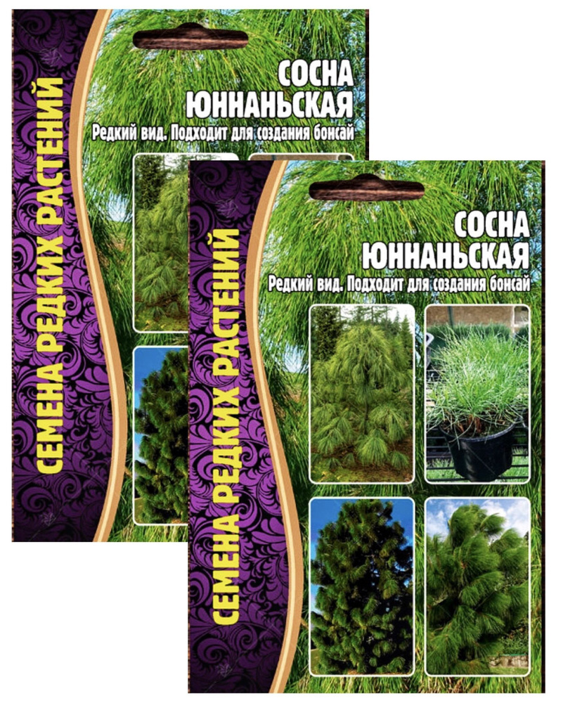 Сосна Юннаньская, 2 пакета, семена 25 шт, для бонсай, вечнозеленое хвойное дерево, ЧК  #1